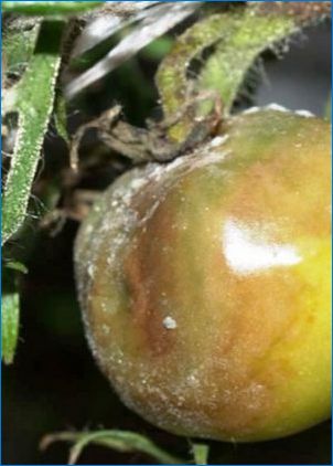 Haigused ja kahjurid tomatite avatud pinnases