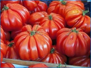 Haigused ja kahjurid tomatite avatud pinnases