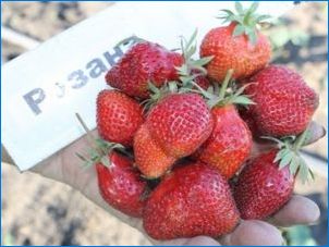 Kõik, mida pead teadma maasikate kohta