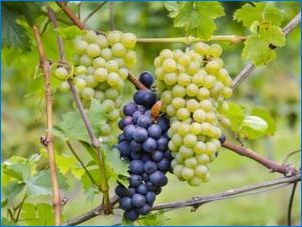 Kuidas kasvatada viinamarju?