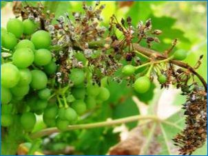 Kuidas kasvatada viinamarju?