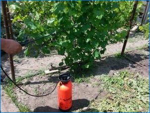 Miks ilmub valge RAID viinamarjadele ja kuidas seda töödelda?