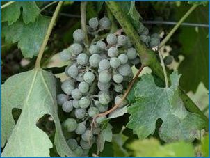 Miks ilmub valge RAID viinamarjadele ja kuidas seda töödelda?