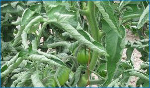 Ülevaade tomatite lehtede haigustest ja nende ravi haigustest