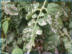 Ülevaade tomatite lehtede haigustest ja nende ravi haigustest