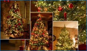 Jõulupuude tüübid ja omadused