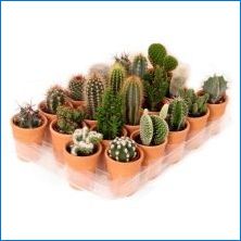 Kaktus Mix: hoolduse vaated ja funktsioonid