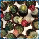 Kaktus Mix: hoolduse vaated ja funktsioonid