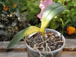 Kollane orhideed: kirjeldus, liigid ja hooldus
