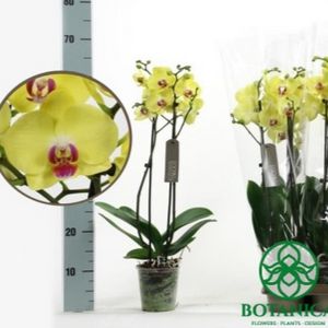 Kollane orhideed: kirjeldus, liigid ja hooldus