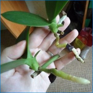 Kuidas päästa orhidee ilma lehed, kuid juured?