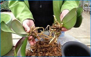 Kuidas päästa orhidee ilma lehed, kuid juured?