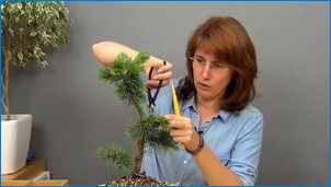 Kuidas teha bonsai männi oma kätega?