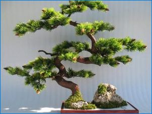 Kuidas teha bonsai männi oma kätega?
