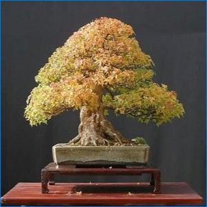Maple bonsai: sordid ja nende kirjeldus