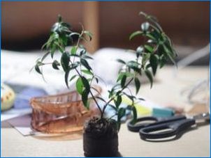 Maple bonsai: sordid ja nende kirjeldus