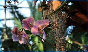 Miks ei lilled orhidee õitseb kodus ja mida teha sellega?