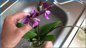 Orhideed vees: Kasvavad funktsioonid