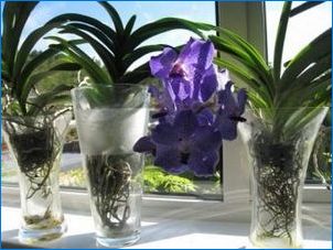 Orhideed vees: Kasvavad funktsioonid