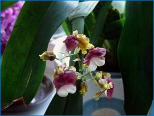 Tick ​​ilmus orhideele: põhjused ja viisid probleemi lahendamiseks