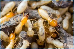 Mida otsivad termiidid ja kuidas neist vabaneda?