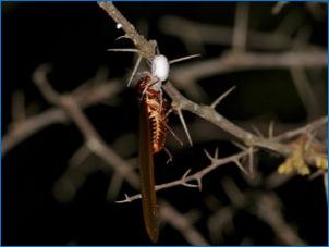 Mida otsivad termiidid ja kuidas neist vabaneda?