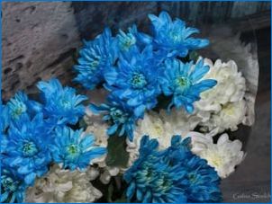 Blue Chrysanteemid: Omadused ja soovitused kasvatamiseks