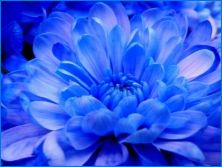 Blue Chrysanteemid: Omadused ja soovitused kasvatamiseks