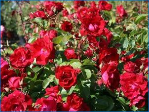 Kanada pargi rooside kirjeldus, nende sordid ja hooldusnõuanded