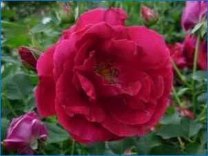 Kanada pargi rooside kirjeldus, nende sordid ja hooldusnõuanded