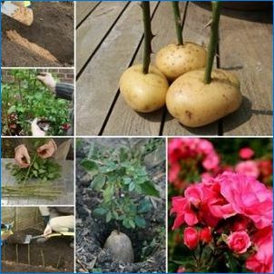 Kuidas kasvada kartulites tõusis?