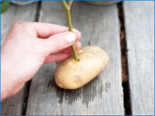 Kuidas kasvada kartulites tõusis?