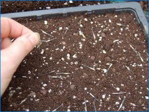 Kuidas kasvatada fuccia seemnetest?