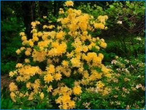 Rhododendron kollane: sortide, maandumise ja hoolduse kirjeldus