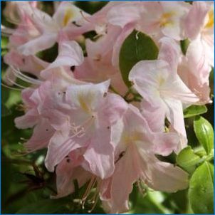 Rhododendron kollane: sortide, maandumise ja hoolduse kirjeldus