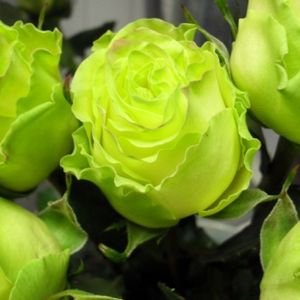 Rohelised roosid: Sortide omadused ja kirjeldused