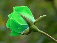 Rohelised roosid: Sortide omadused ja kirjeldused