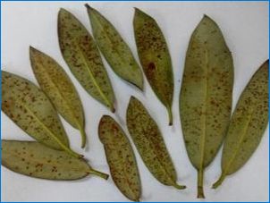 White Azaleas: liiki ja hooldus kodus