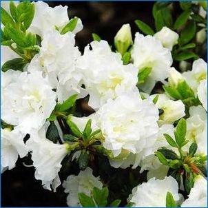 White Azaleas: liiki ja hooldus kodus